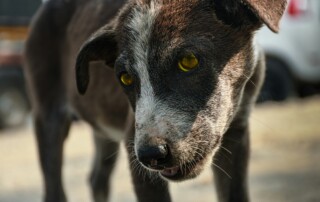 Animal Cruelty Charges in Cook County: What You Need to Know