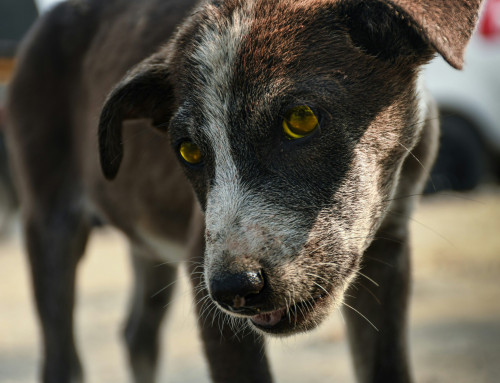 Animal Cruelty Charges Illinois and What Defendants Need to Know
